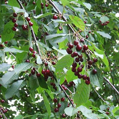 Cherry Sunburst Tree Self Fertile | ScotPlants Direct